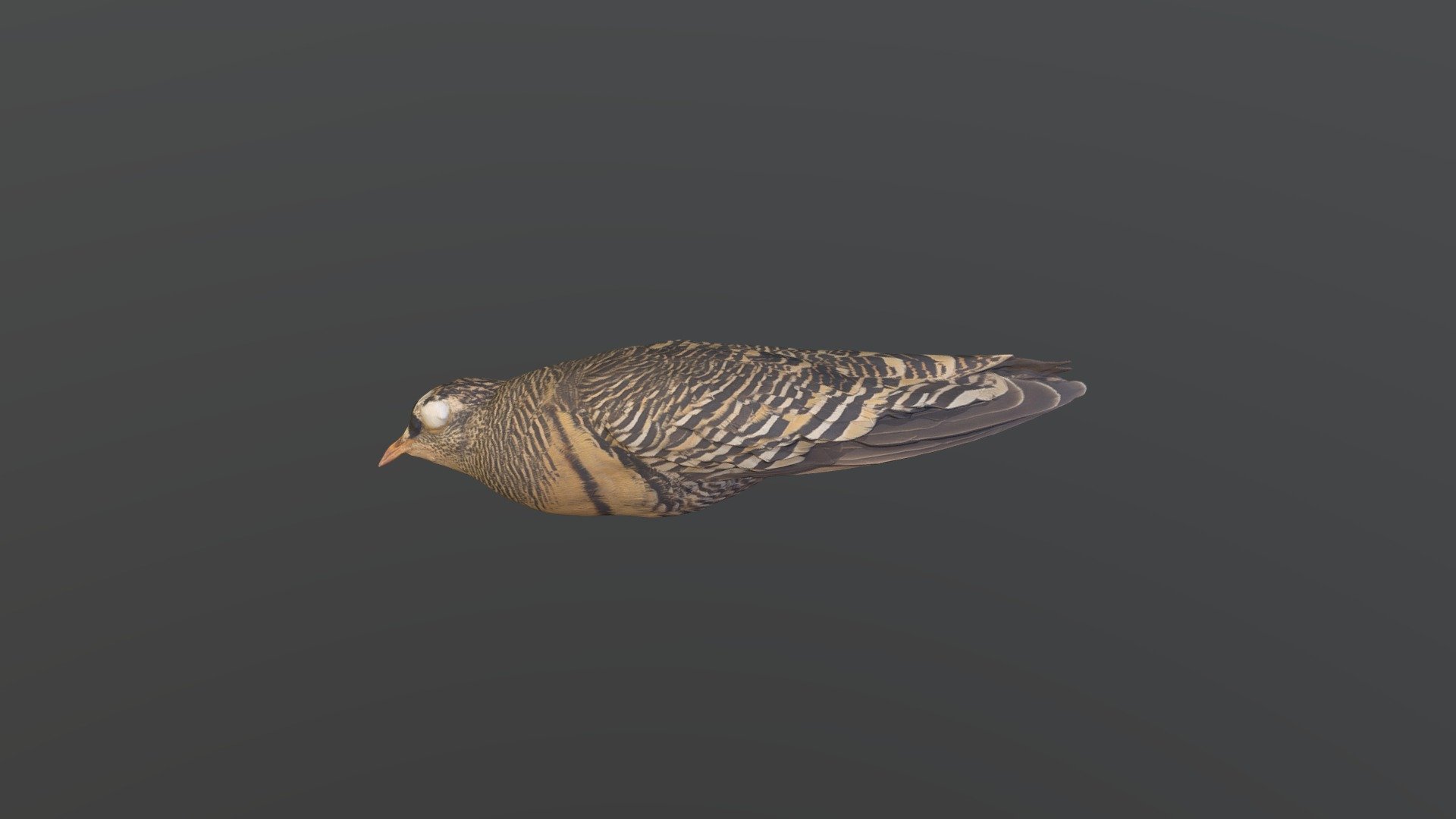 Lichtenstein's Sandgrouse - P. Lichtensteinii
