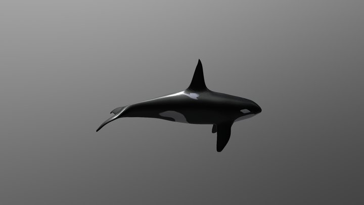 Orca 3D Model