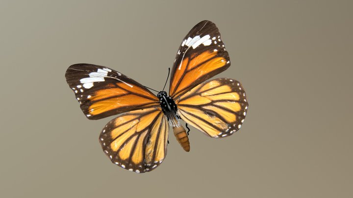 butterfly 3D Model