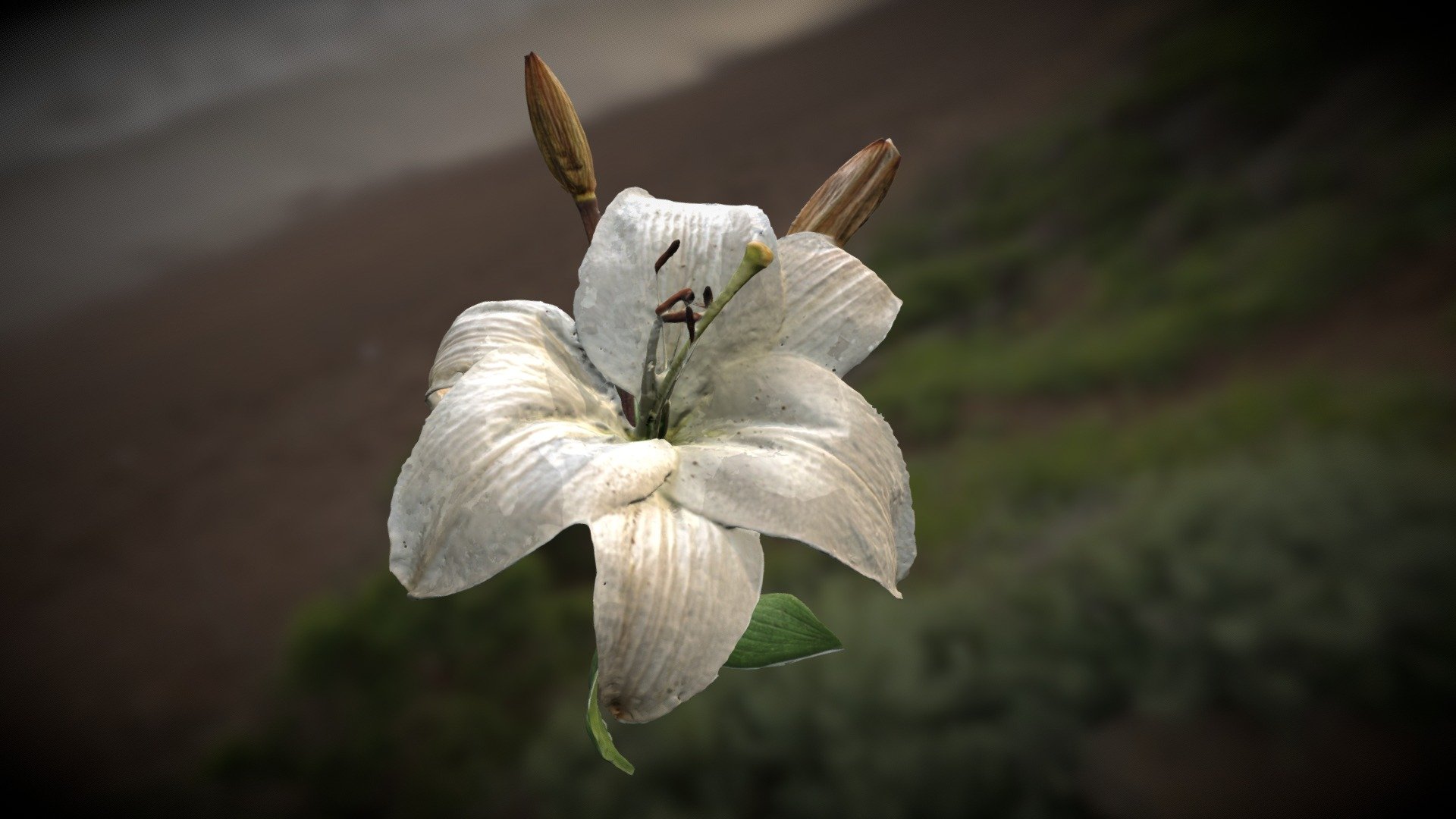 White Lilly - 3D Flow Zephyr