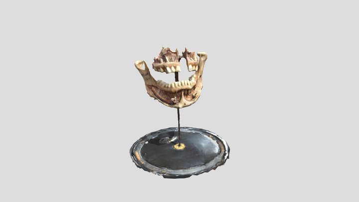 JawMouth 3D Model