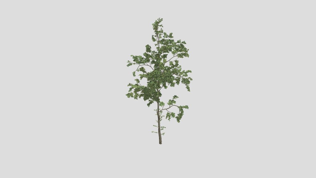 Tree 08