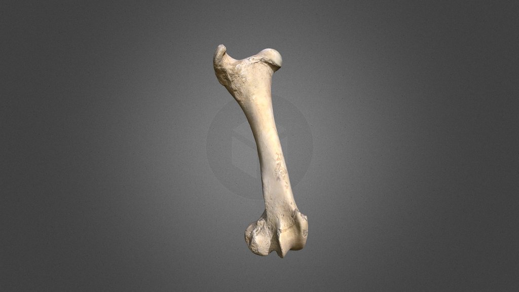 Bison femur (right)