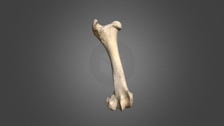Bison femur (right)