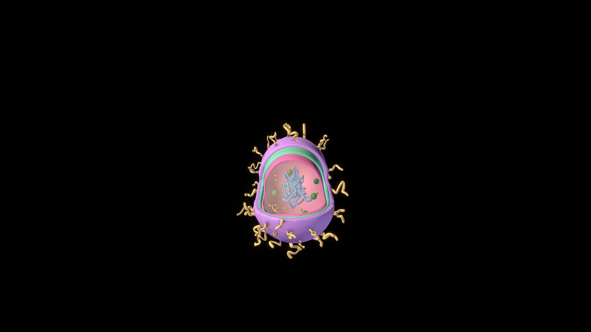 Ali_Bacteria_Cell - 3D model by Ali Ambrosio (@aa2703) [c7031e9 ...