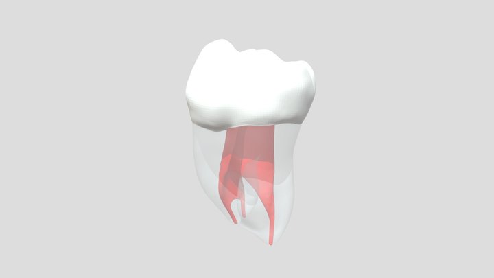Endodontic #37 3D Model