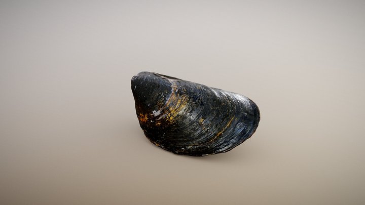 Black Mussel (Surface Macro) 3D Model