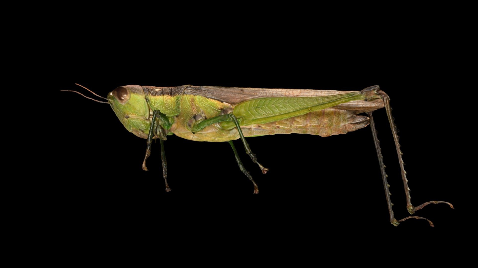 ハネナガイナゴ Long Winged Rice Grasshopper Download Free 3d Model By Ffish Asia Florazia Com Ffishasia And Florazia C719fe8