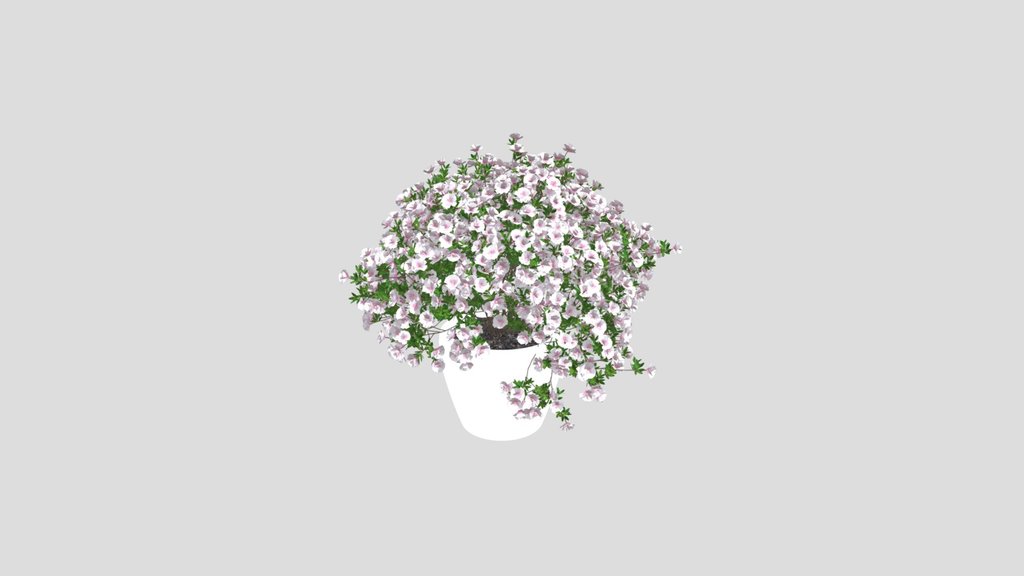 Cascading Pink Blossoms In White Pot