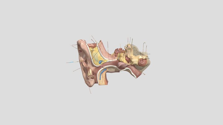 Ear Anatomy ส่งครูปริก