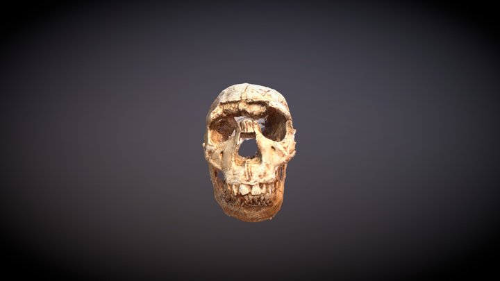 Cast skull and mandible of Homo Ergaster 3D Model