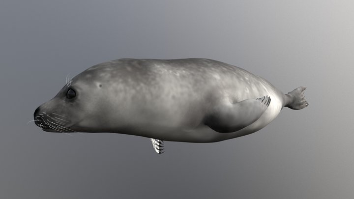 Harbor seal no annotation 3D Model