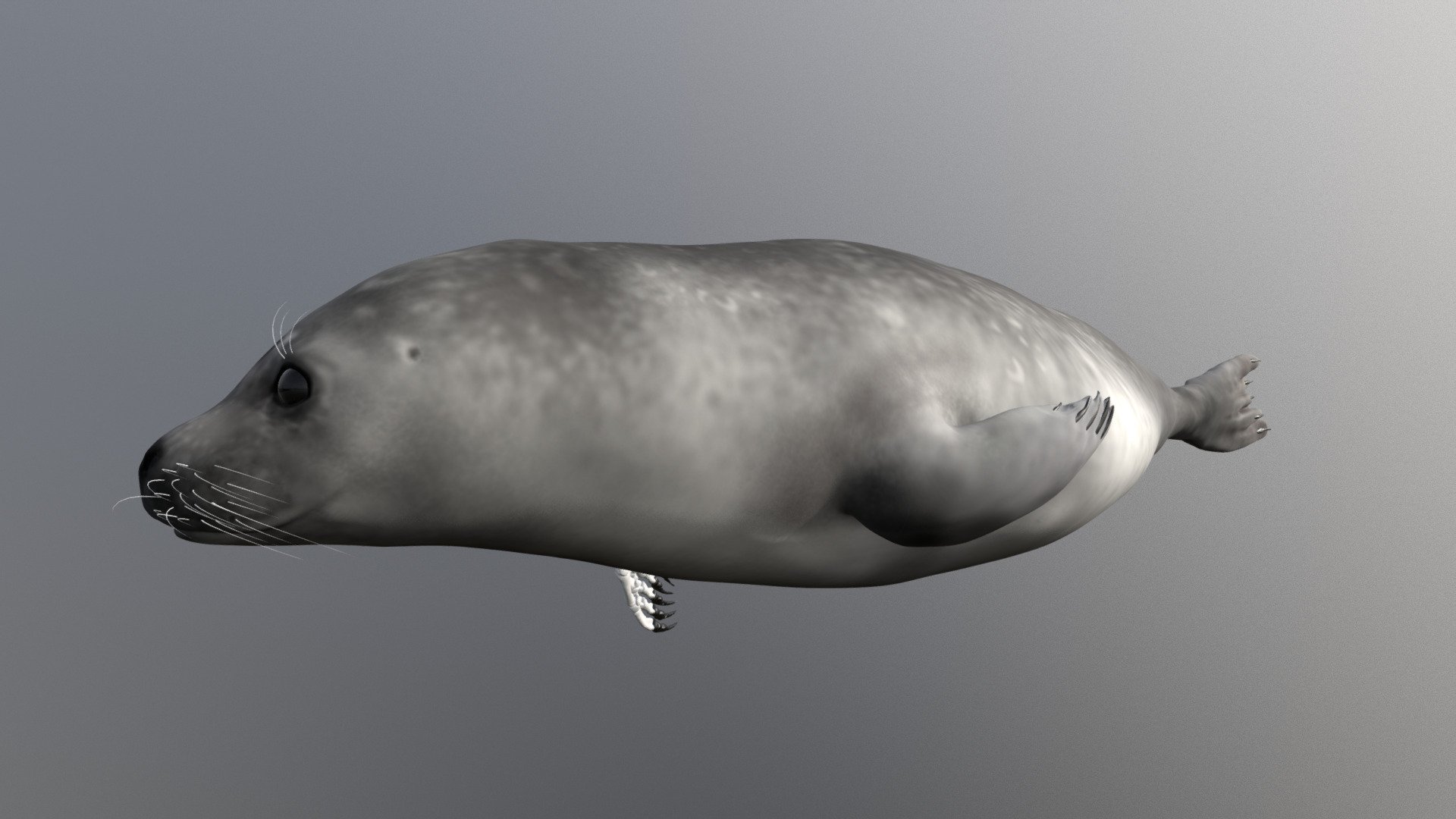 Harbor seal no annotation