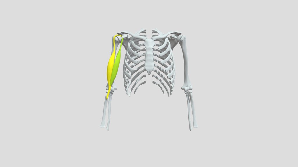 Muscle biceps brachial