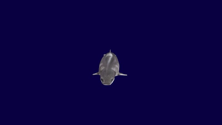 pygmy right whale