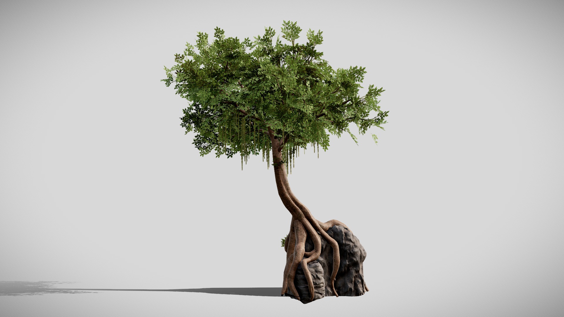 3D model Tree On Rock - This is a 3D model of the Tree On Rock. The 3D model is about a tree on a stump.