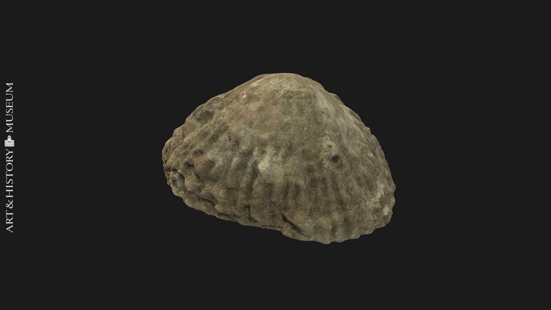 Limpet (Patella sp.) - PG.2000.1550