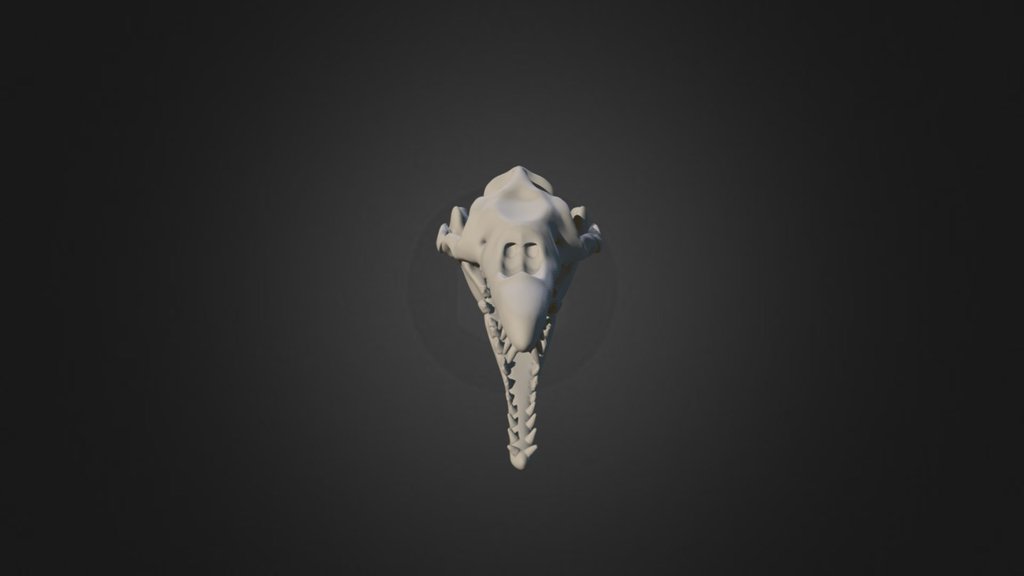 Basilosaurus skull render test 3D model by Tyler (tylerjameskerr
