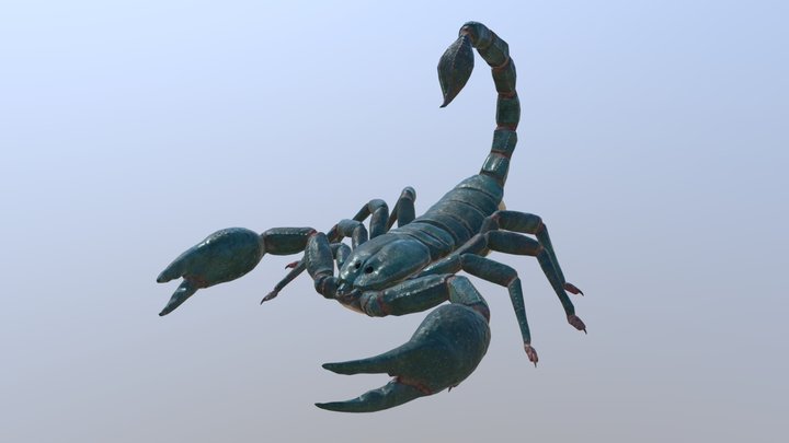 Forest Scorpion 3D Model