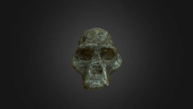 Paranthropus africanus 3D Model