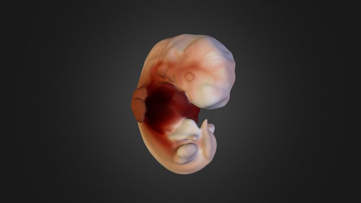 Human Embryo Carnegie Stage 17 3D Model