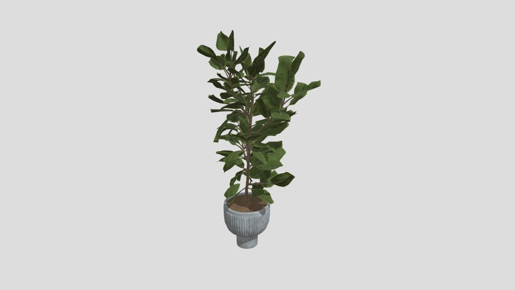 Rubber Plant