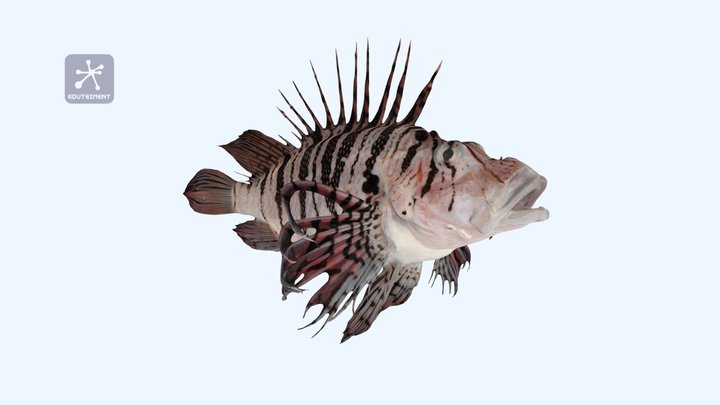 Pez león luna 3D Model