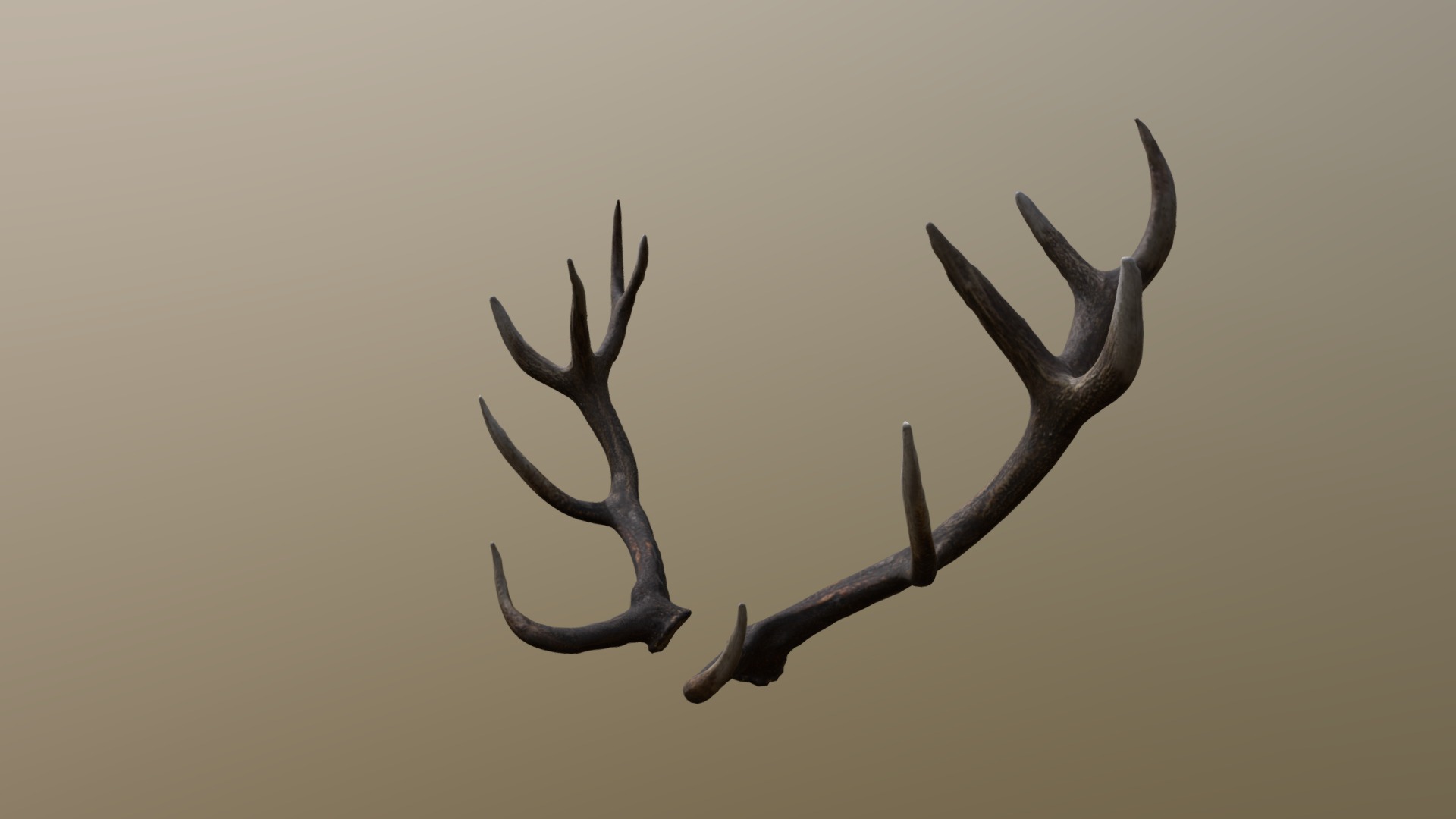 3D model Reed Deer Antlers Scan - This is a 3D model of the Reed Deer Antlers Scan. The 3D model is about a close-up of a reindeer.