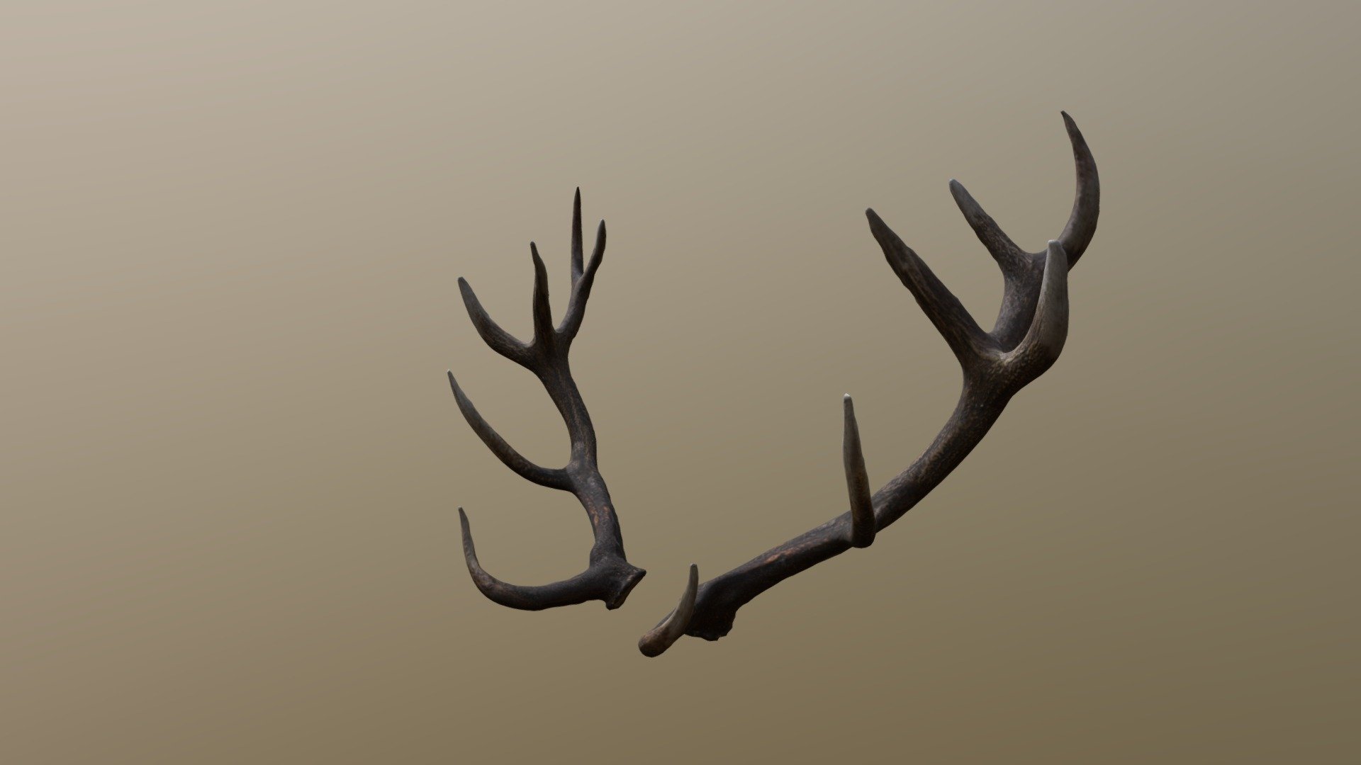 Reed Deer Antlers Scan Buy Royalty Free 3D model by kambur [c73ef64