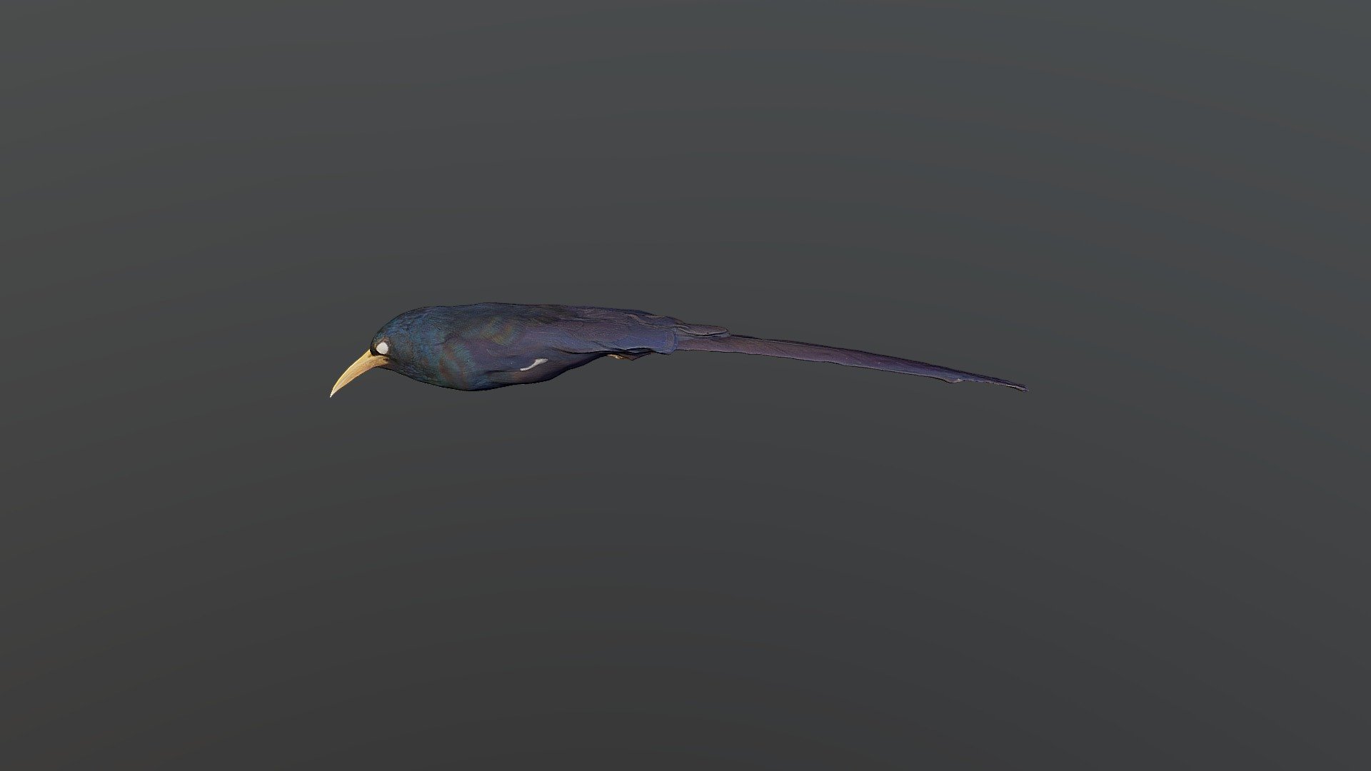 Green Wood Hoopoe - Phoeniculus purpeus