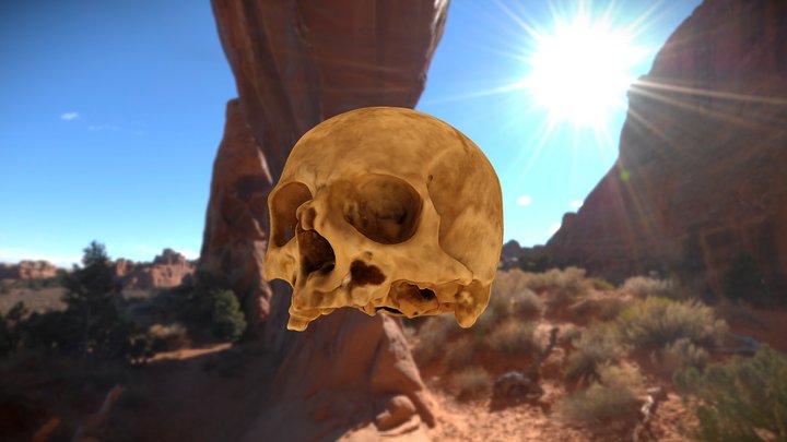 Homo sapien: Skull 11 3D Model