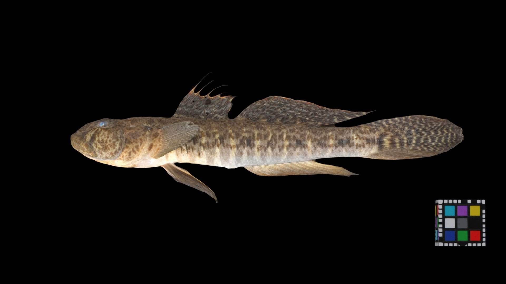 アシシロハゼ Whitelimbed goby, Acanthogobius lactipes