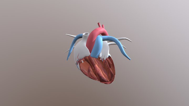 Heart - Blutfluss 3D Model