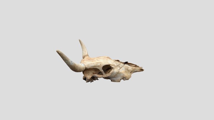 Cow skull 3D Model