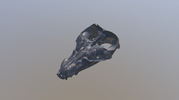 [1358] GSM 5556 Plesiosaurus macrocephalus 1M 3D Model