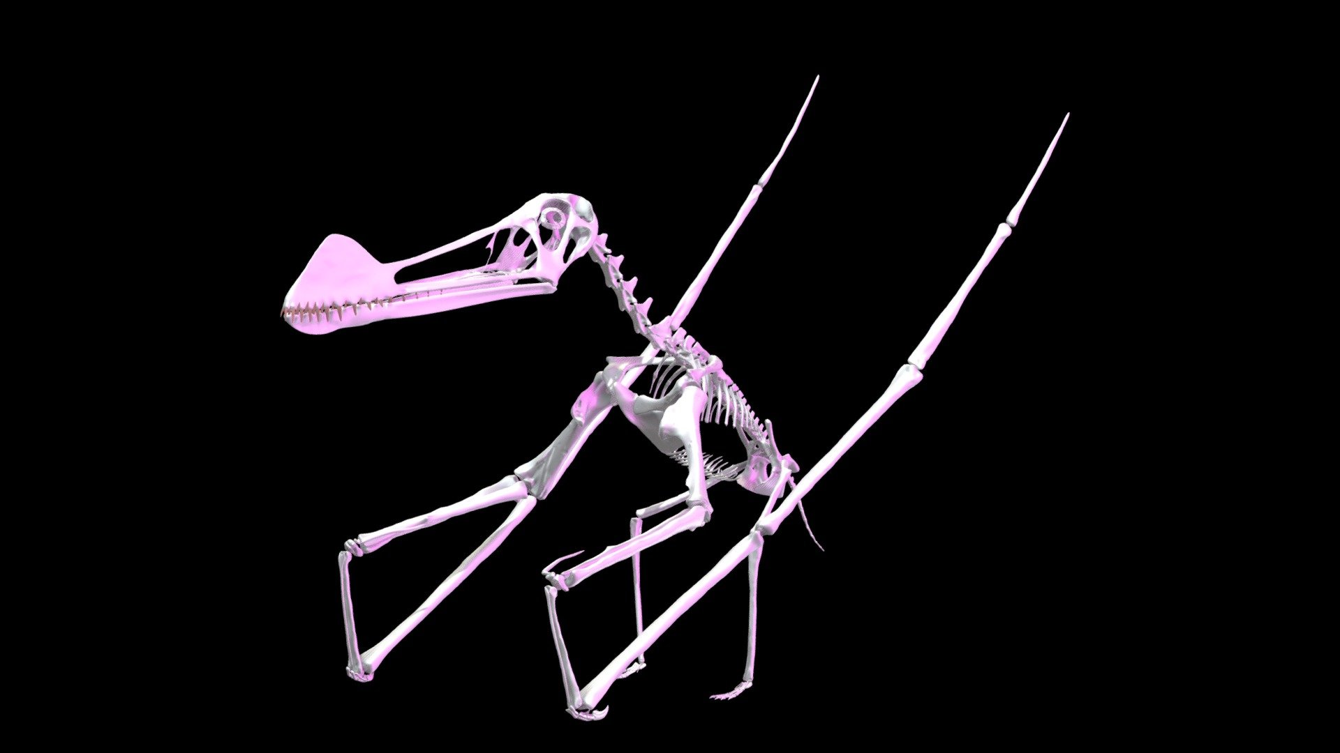 Ferrodraco lentoni 3D Reconstruction & Animation - 3D model by Evans ...