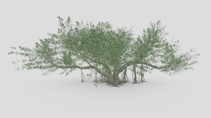 Chinese Banyan Tree-S7 3D Model