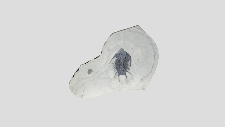 Cambrian trilobite Olenoides fossil 3D Model