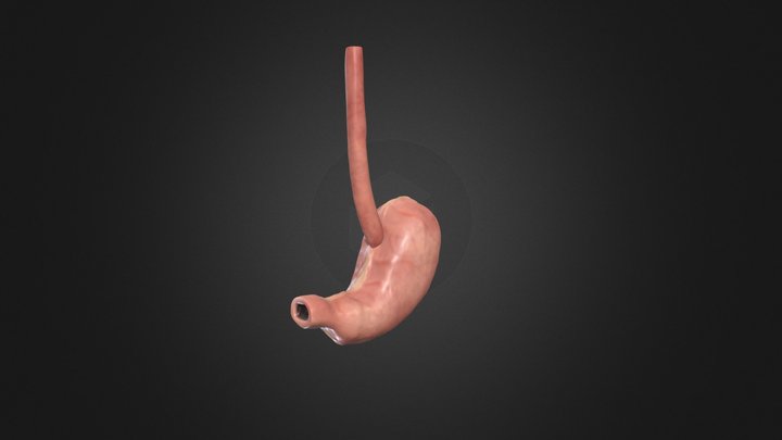 esophagus model