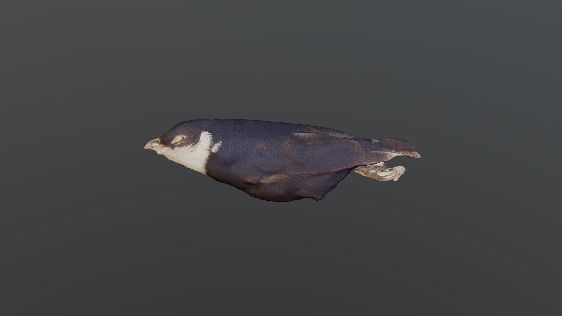White-bibbed Manakin - Corapipo leucorrhoa