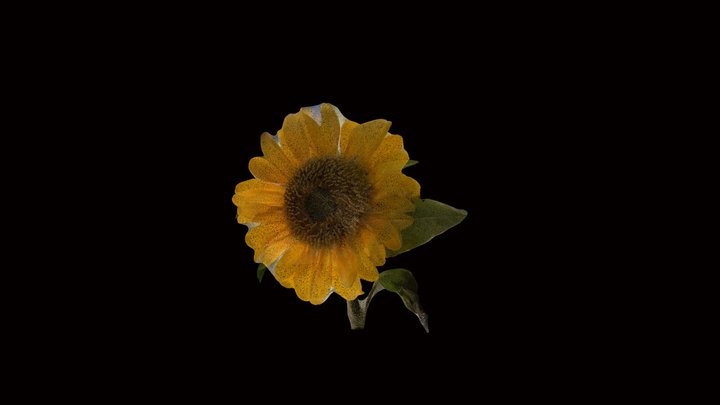 Sun Flower In Bloom 3D Model