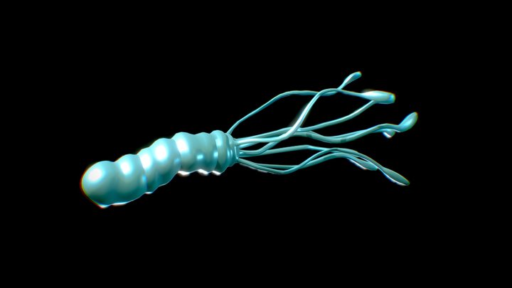 Helicobacter Pylori 3D Model