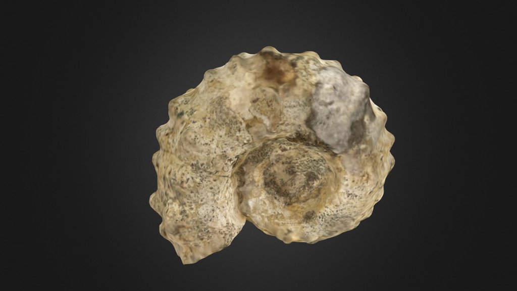ammonite albien
