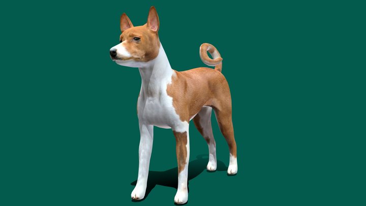 Basenji Dog (LowPoly) 3D Model
