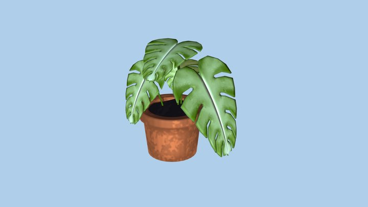 Monstera plant 3D Model