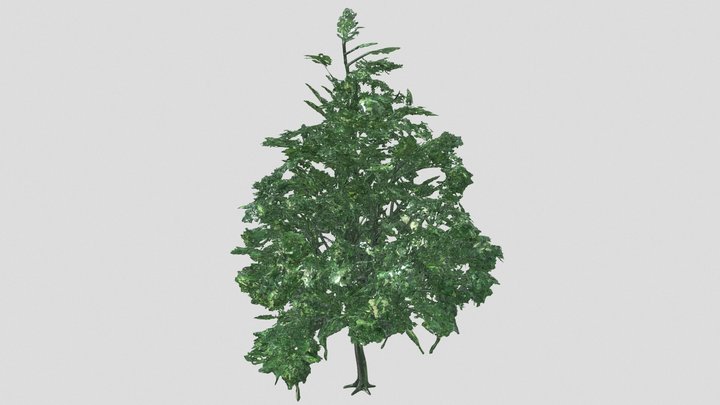 Ancient_[X]_Tree-Fivth_One