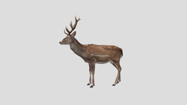 Majestic Stag Deer