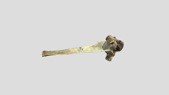 Equus caballus - thoracic vertebra 3D Model