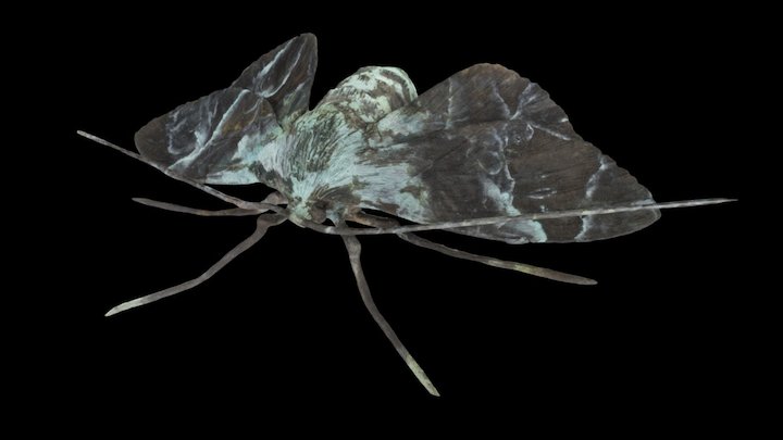 Moth number 2 3D Model