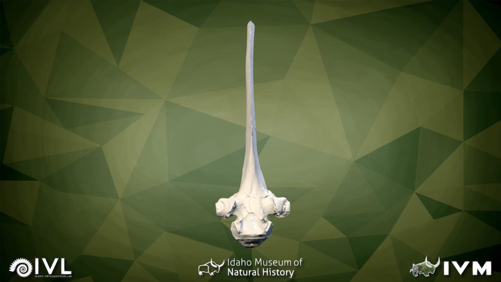 IMNH-48001-26594-B-THORACIC — Sketchfab embed 3D viewer